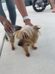 Found/Stray Male Dog last seen Stanford Ave & Buckingham, Clovis, Clovis, CA 93611