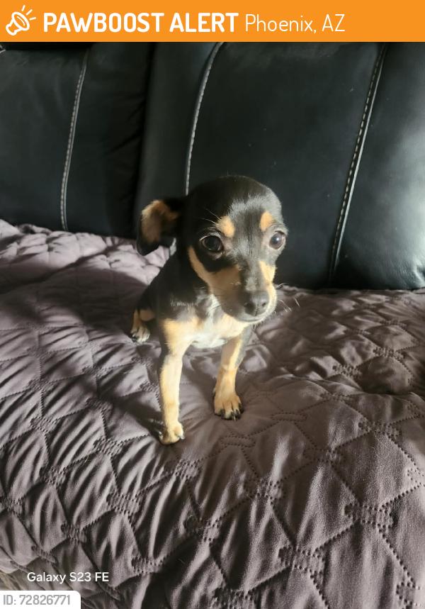 Found/Stray Female Dog last seen 83rd Ave and Highland, Phoenix, AZ 85033