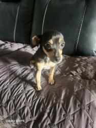 Found/Stray Female Dog last seen 83rd Ave and Highland, Phoenix, AZ 85033
