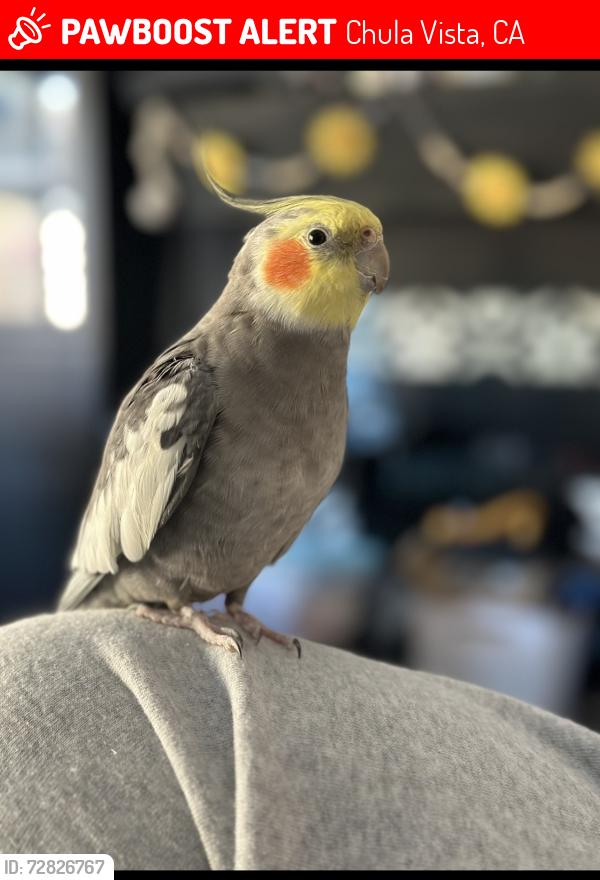Lost Male Bird last seen bucknell st , Chula Vista, CA 91912