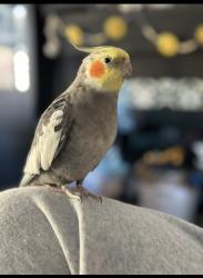 Lost Male Bird last seen bucknell st , Chula Vista, CA 91912