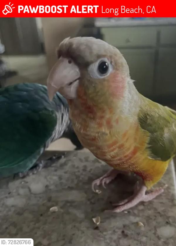 Lost Male Bird last seen Ma and Pa’s Store, Long Beach, CA 90814