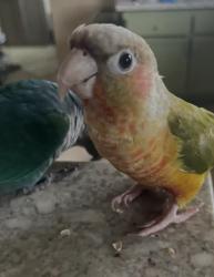 Lost Male Bird last seen Ma and Pa’s Store, Long Beach, CA 90814