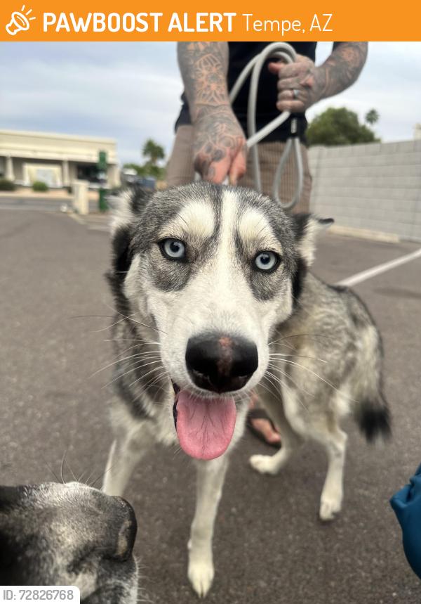 Found/Stray Female Dog last seen McClintock Baseline, Tempe, AZ 85283