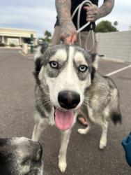 Found/Stray Female Dog last seen McClintock Baseline, Tempe, AZ 85283