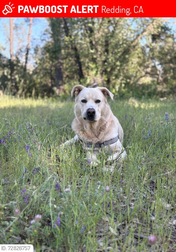 Lost Male Dog last seen Hartnell Avenue and Shasta View drive, Redding, CA 96002