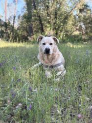 Lost Male Dog last seen Hartnell Avenue and Shasta View drive, Redding, CA 96002