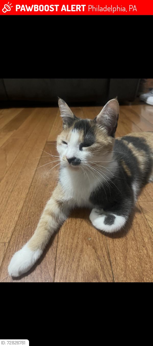 Lost Female Cat last seen Farnsworth St, Philadelphia, PA 19149