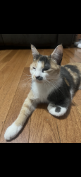 Lost Female Cat last seen Farnsworth St, Philadelphia, PA 19149