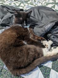 Found/Stray Male Cat last seen E Forest Napavine , Chehalis, WA 98532