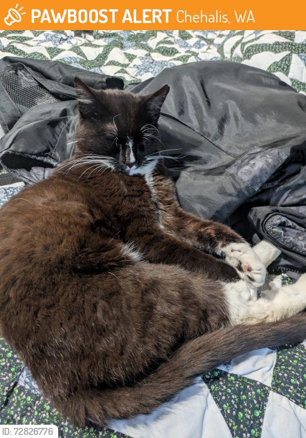 Found/Stray Male Cat last seen E Forest Napavine , Chehalis, WA 98532