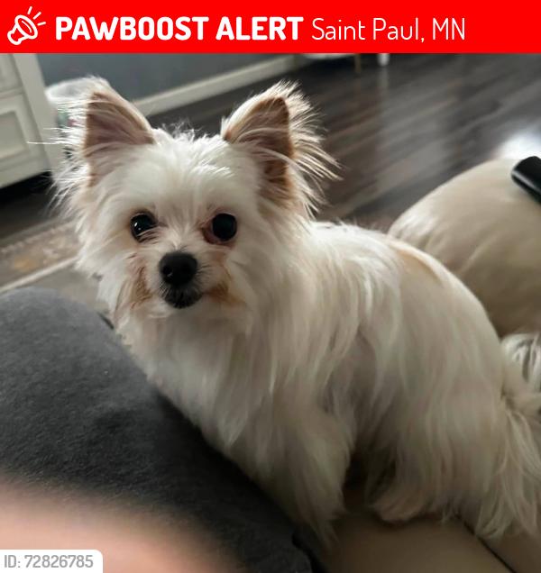 Lost Female Dog last seen Minnehaha and Earl St., Saint Paul, MN 55106