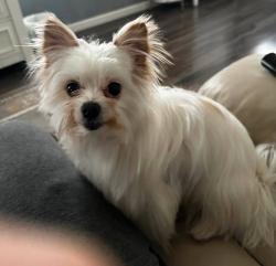 Lost Female Dog last seen Minnehaha and Earl St., Saint Paul, MN 55106
