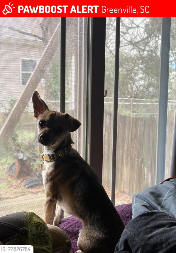 Lost Female Dog last seen Cedar lane rd , Greenville, SC 29609