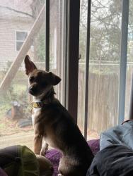 Lost Female Dog last seen Cedar lane rd , Greenville, SC 29609