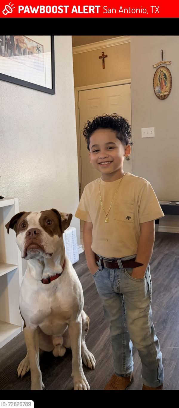 Lost Male Dog last seen E Houston Street and ww white, San Antonio, TX 78220