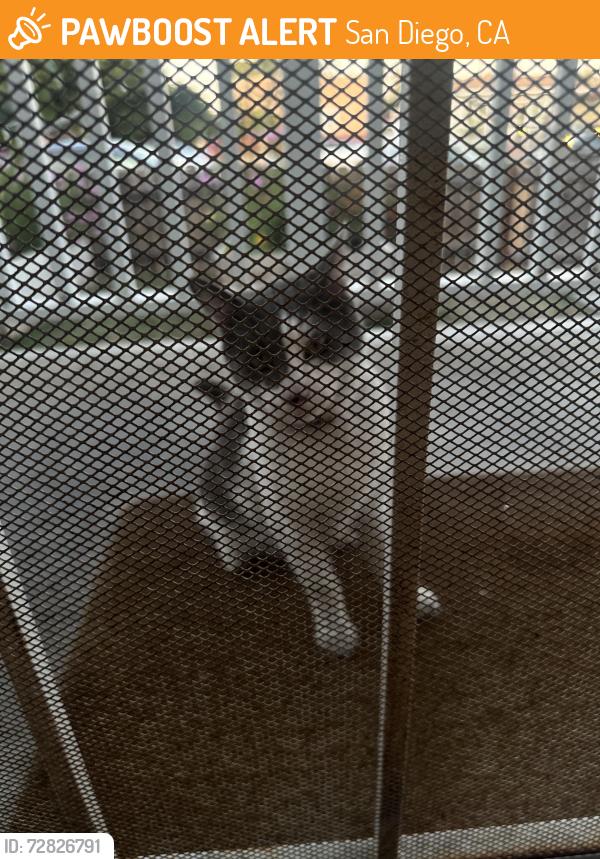Found/Stray Unknown Cat last seen Thorn, San Diego, CA 92105