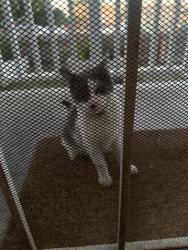 Found/Stray Unknown Cat last seen Thorn, San Diego, CA 92105