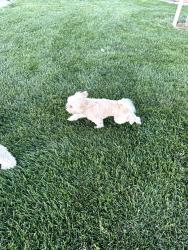 Found/Stray Unknown Dog last seen Iron Horse School , Oakley, CA 94561