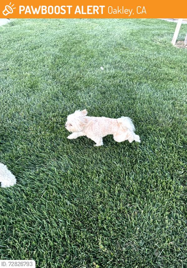 Found/Stray Unknown Dog last seen Iron Horse School , Oakley, CA 94561
