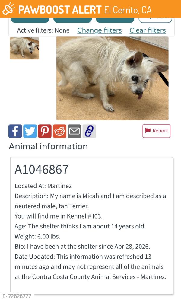 Found/Stray Male Dog last seen Near block Liberty St, El Cerrito, CA 94530