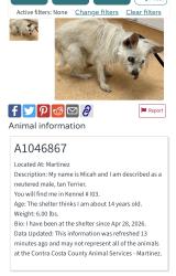 Found/Stray Male Dog last seen Near block Liberty St, El Cerrito, CA 94530