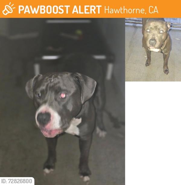 Found/Stray Unknown Dog last seen Near block and Cordary Ave, Hawthorne, CA 90250
