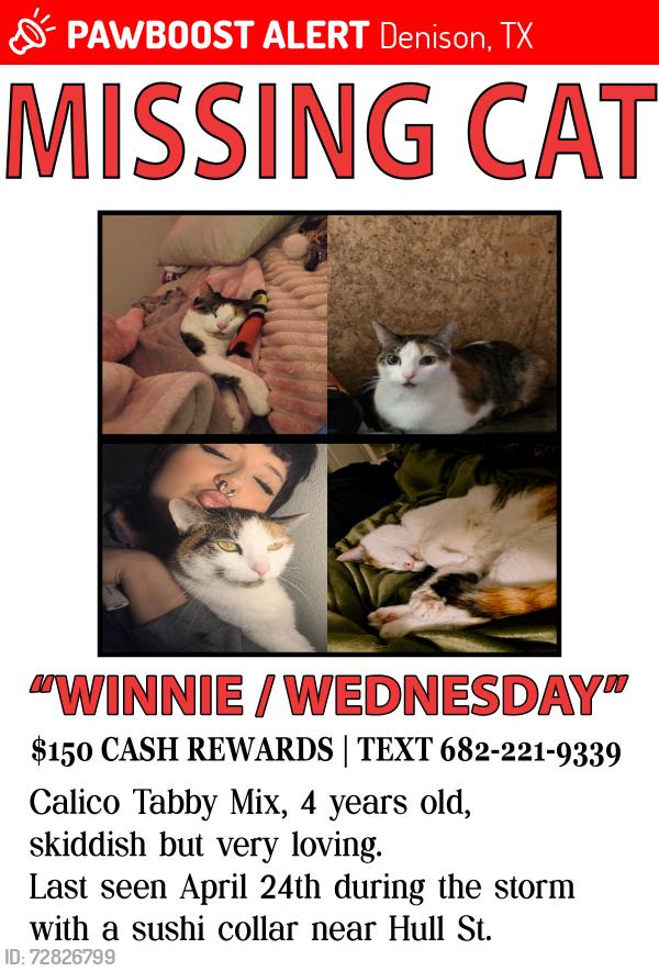 Lost Male Cat last seen Near the auto care center and tire shop, Denison, TX 75020