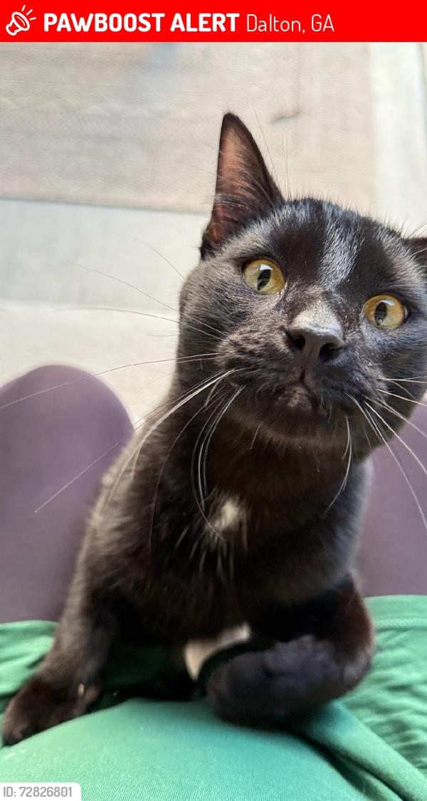 Lost Male Cat last seen Dug Gap Road and Waterford Place , Dalton, GA 30720