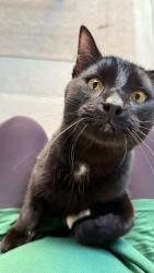 Lost Male Cat last seen Dug Gap Road and Waterford Place , Dalton, GA 30720
