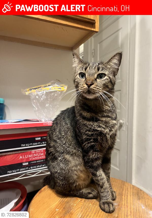 Lost Female Cat last seen Dana Ave, by Xavier University, Cincinnati, OH 45207