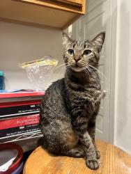 Lost Female Cat last seen Dana Ave, by Xavier University, Cincinnati, OH 45207