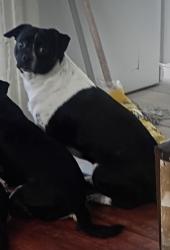 Lost Male Dog last seen Jessie Owens park , Los Angeles, CA 90047