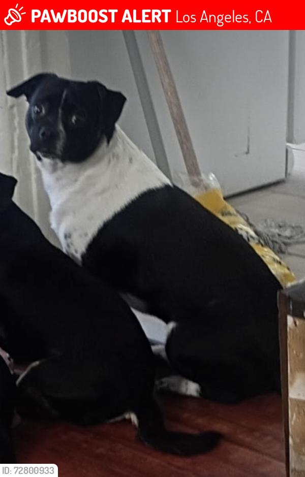 Lost Male Dog last seen Jessie Owens park , Los Angeles, CA 90047
