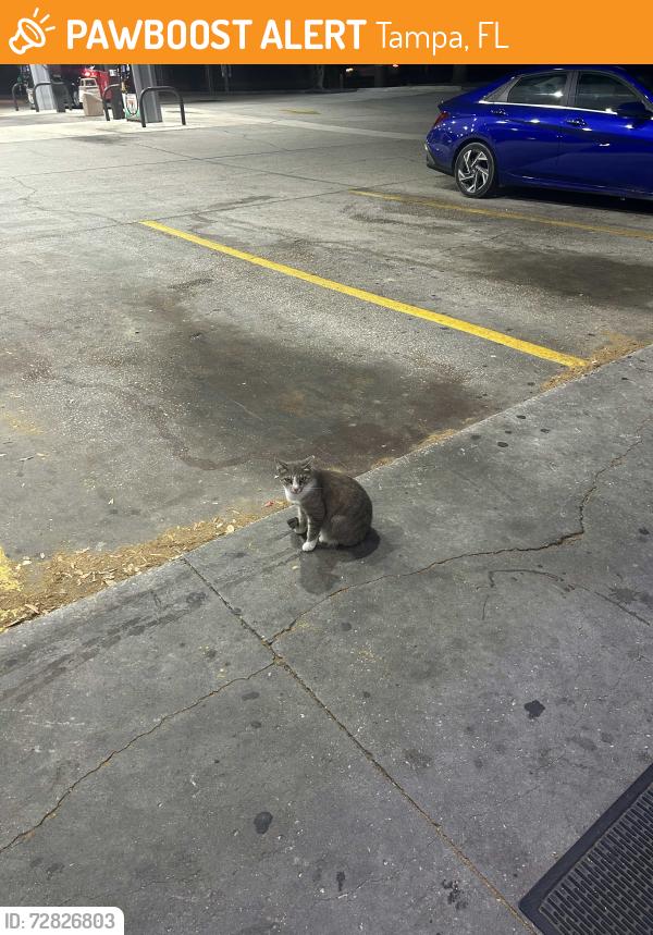Found/Stray Unknown Cat last seen At the 7/11 by USF campus on Fowler Ave, Tampa, FL 33612