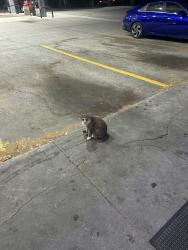 Found/Stray Unknown Cat last seen At the 7/11 by USF campus on Fowler Ave, Tampa, FL 33612