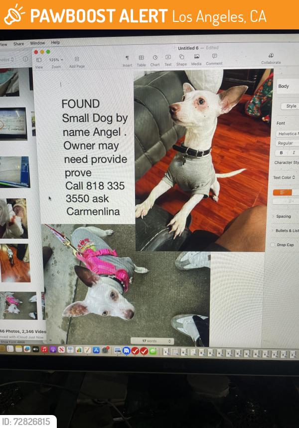 Found/Stray Unknown Dog last seen Lauren camion , Los Angeles, CA 91331