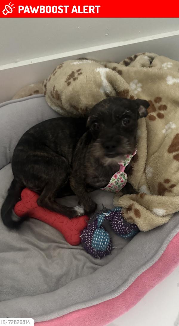 Lost Female Dog last seen Near Sw 242, Miami-Dade County, FL 33031
