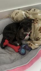 Lost Female Dog last seen Near Sw 242, Miami-Dade County, FL 33031