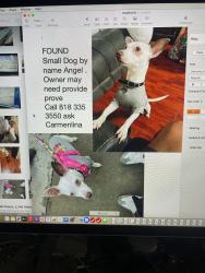 Found/Stray Unknown Dog last seen Lauren camion , Los Angeles, CA 91331