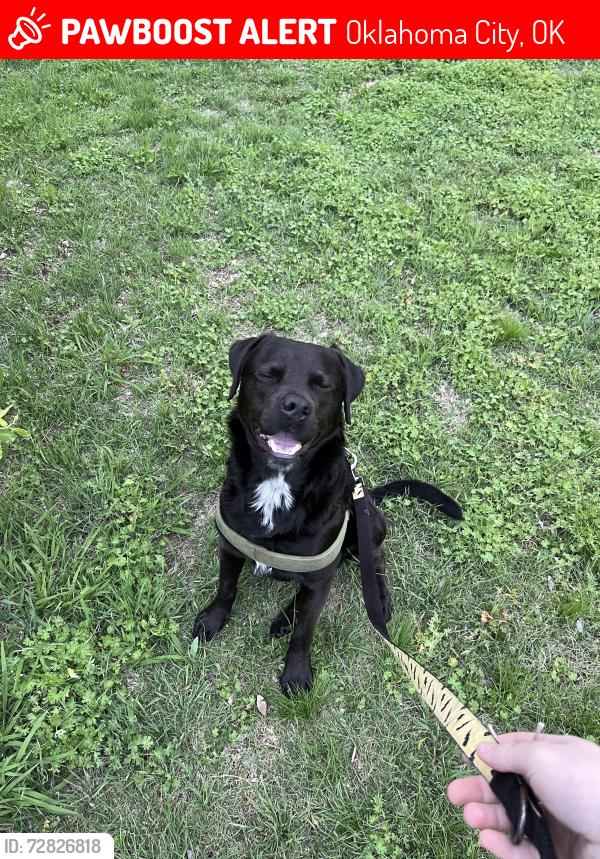 Lost Male Dog last seen Nw12th and Land, Oklahoma City, OK 73107