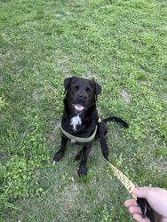Lost Male Dog last seen Nw12th and Land, Oklahoma City, OK 73107