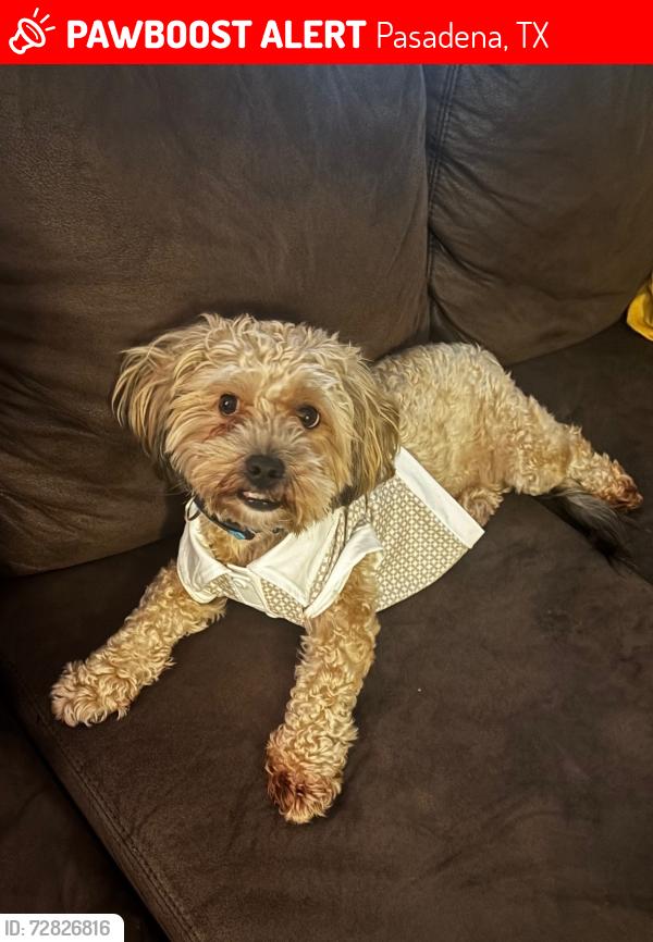 Lost Male Dog last seen not sure, Pasadena, TX 77506