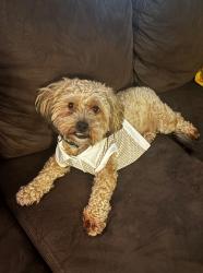 Lost Male Dog last seen not sure, Pasadena, TX 77506