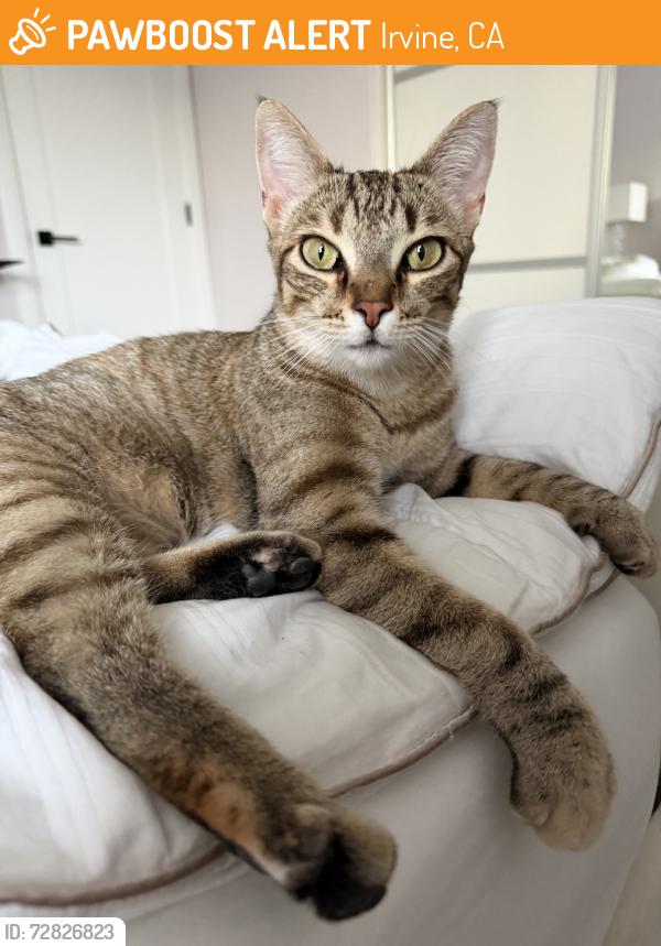 Found/Stray Unknown Cat last seen Broadcom parking lot, Irvine, CA 92618