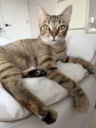 Found/Stray Unknown Cat last seen Broadcom parking lot, Irvine, CA 92618