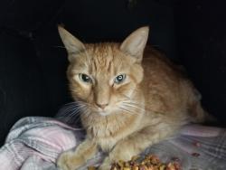 Found/Stray Unknown Cat last seen Maple/Behymer , Fresno, CA 93720