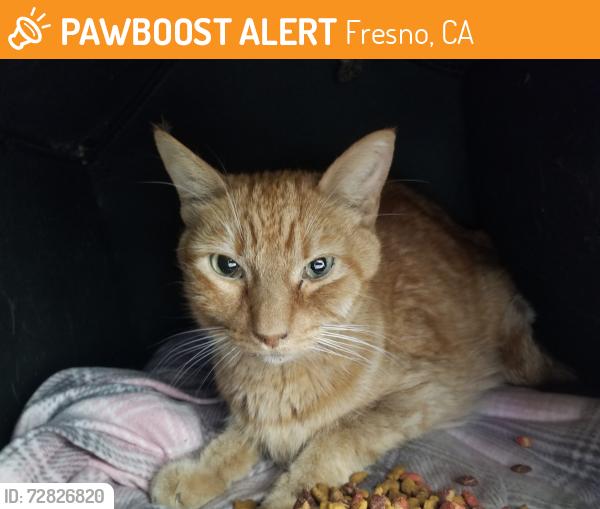 Found/Stray Unknown Cat last seen Maple/Behymer , Fresno, CA 93720