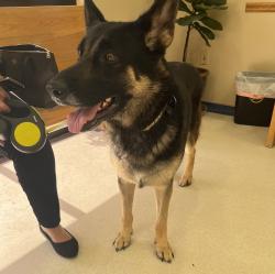 Found/Stray Male Dog last seen Sugar mill Elementary , Sugar Land, TX 77498