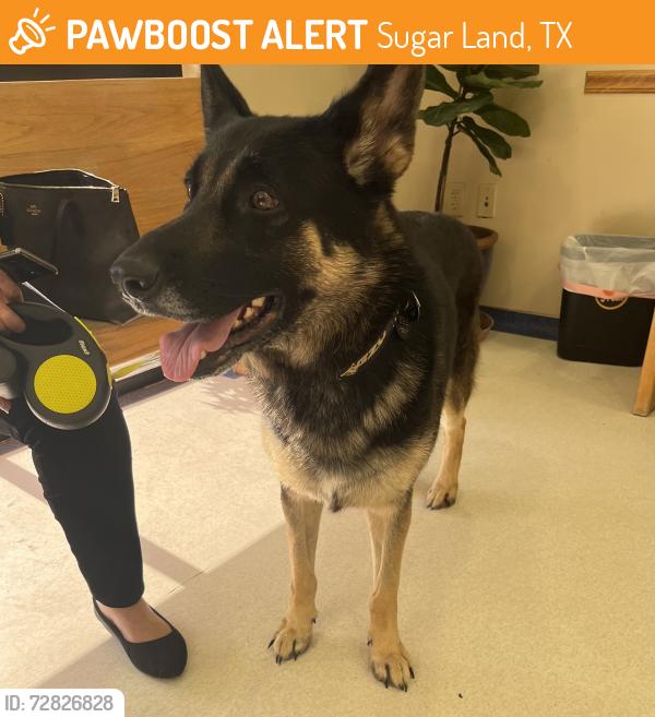 Found/Stray Male Dog last seen Sugar mill Elementary , Sugar Land, TX 77498